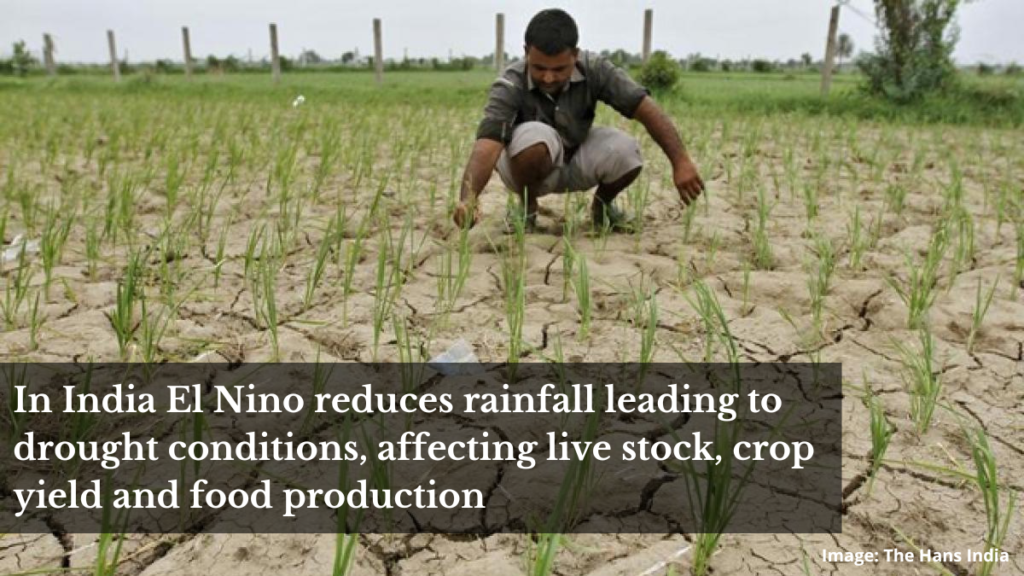 In India El Nino reduces rainfall leading to drought conditions, affecting live stock, crop yield and food production.