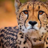 Again! One More Cheetah Dies At Kuno National Park, Toll Increased To Nine