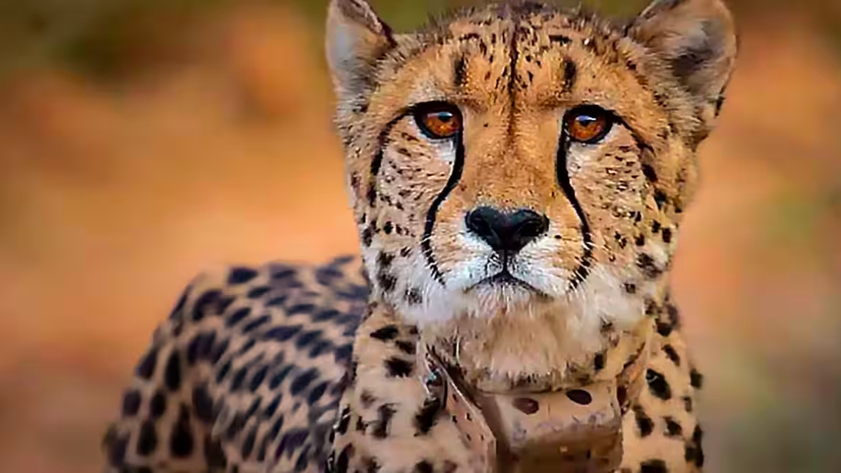 Again! One More Cheetah Dies At Kuno National Park, Toll Increased To Nine