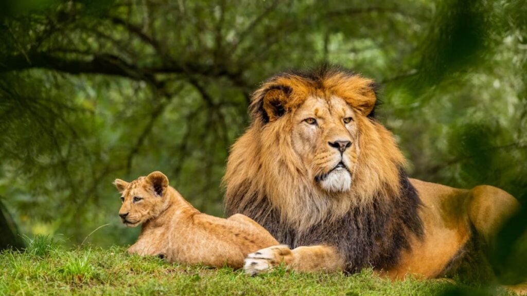 From Cubs To Kings Paying Homage To Nature's Royalty On World Lion Day