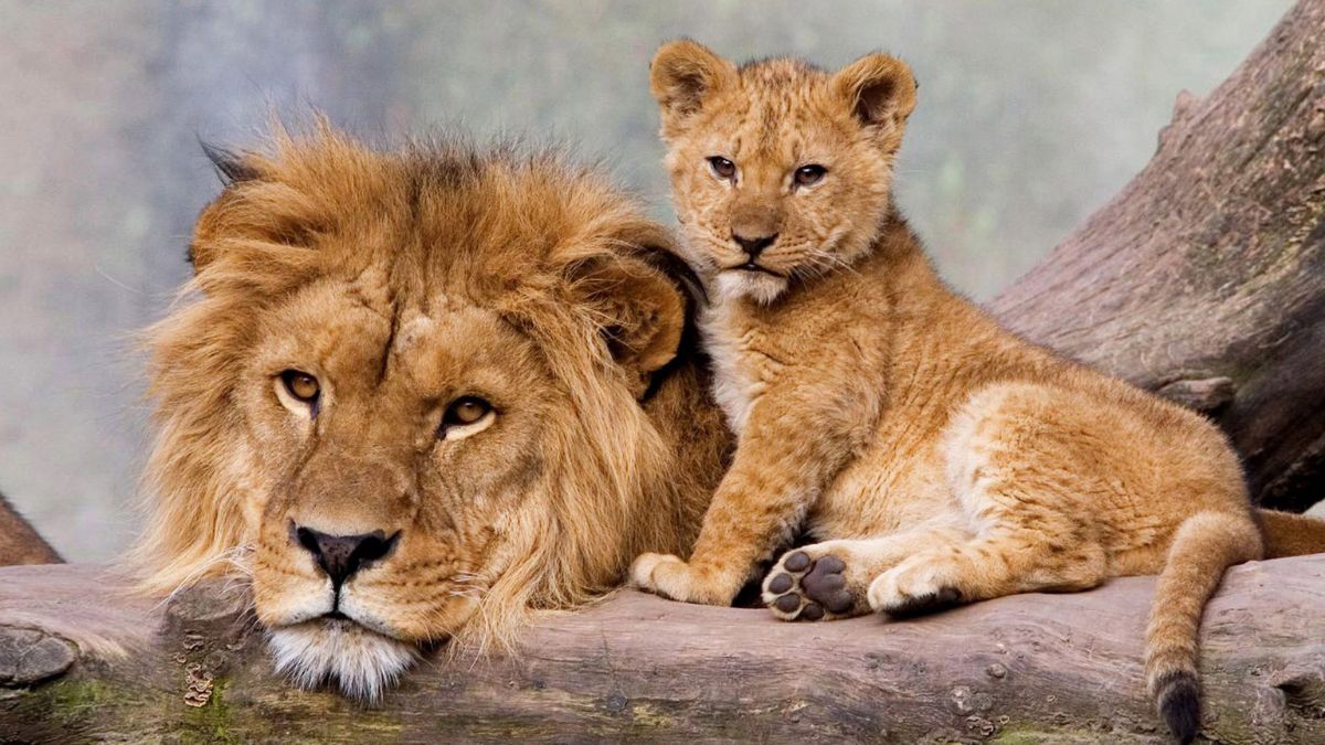 Why Is World Lion Day Celebrated Every Year Everything You Need To Know About Its History…