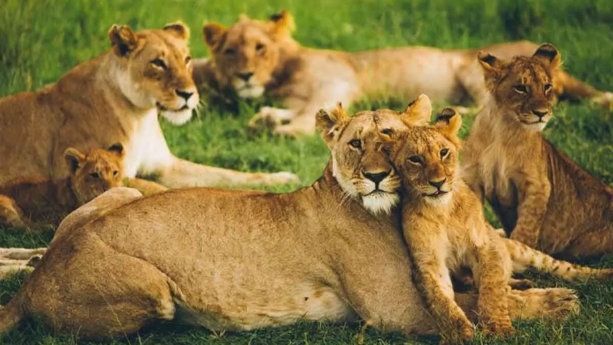 World Lion Day 2023 Facts About The Royal Cat